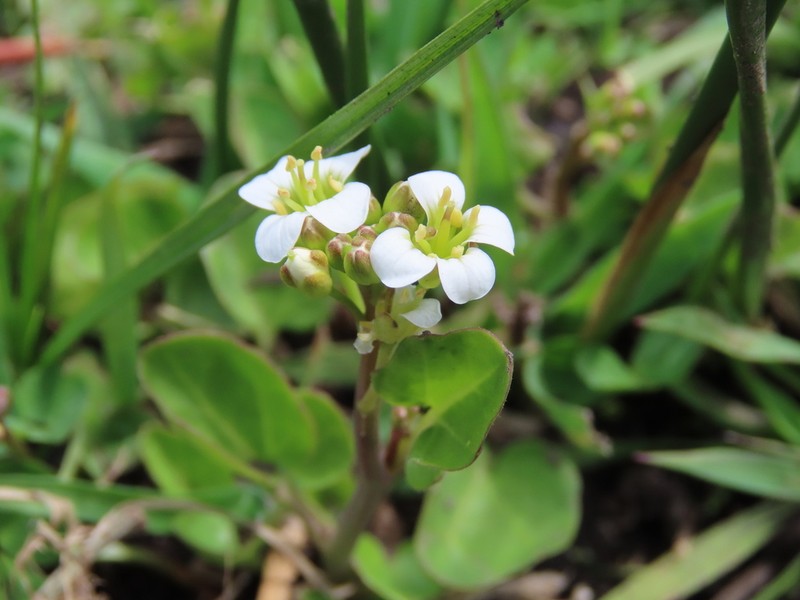 Cardamine cordata