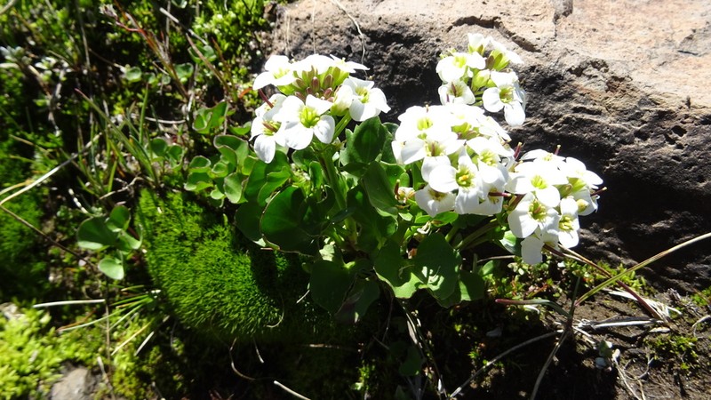 Cardamine cordata photo 2