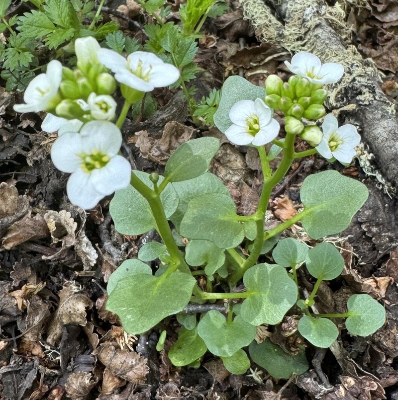Cardamine cordata photo 3