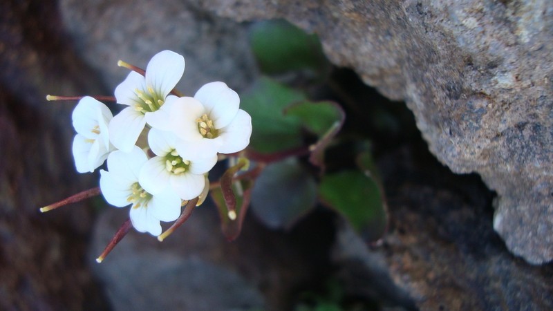 Cardamine cordata photo 4