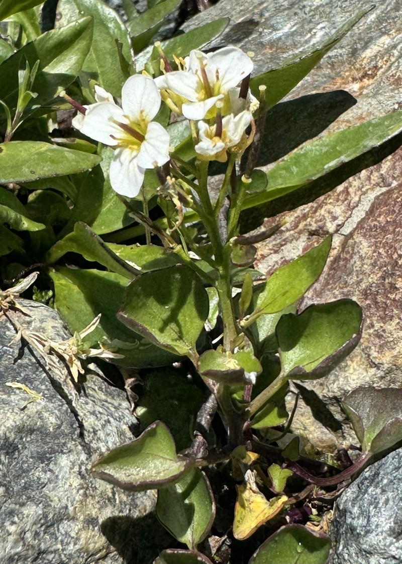 Cardamine cordata photo 5