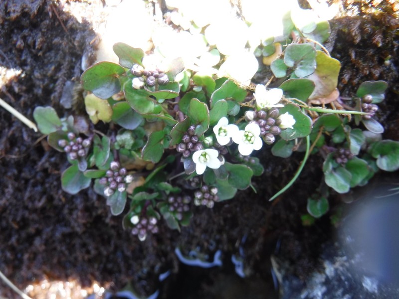 Cardamine cordata photo 7