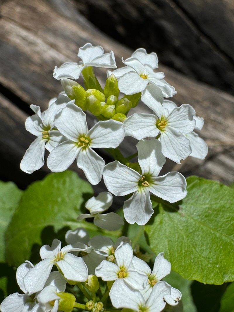Heartleaf Bittercress