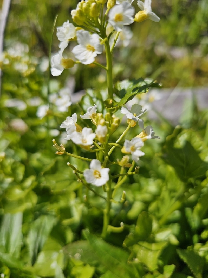 Heartleaf Bittercress photo 3