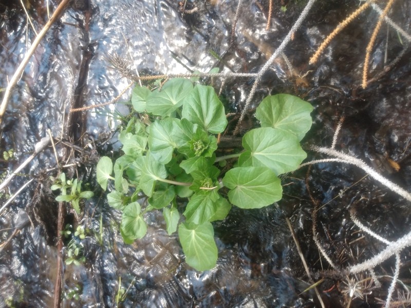 Heartleaf Bittercress photo 5