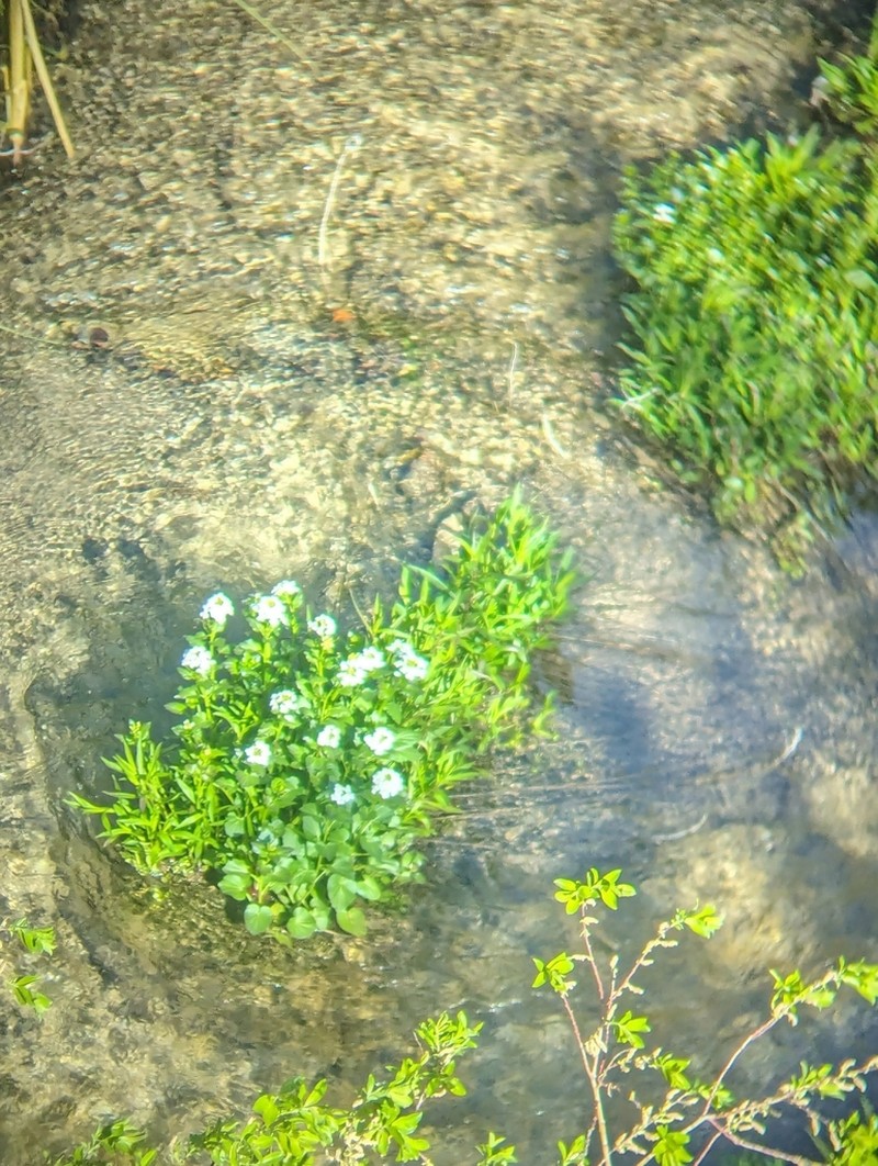 Heartleaf Bittercress photo 6