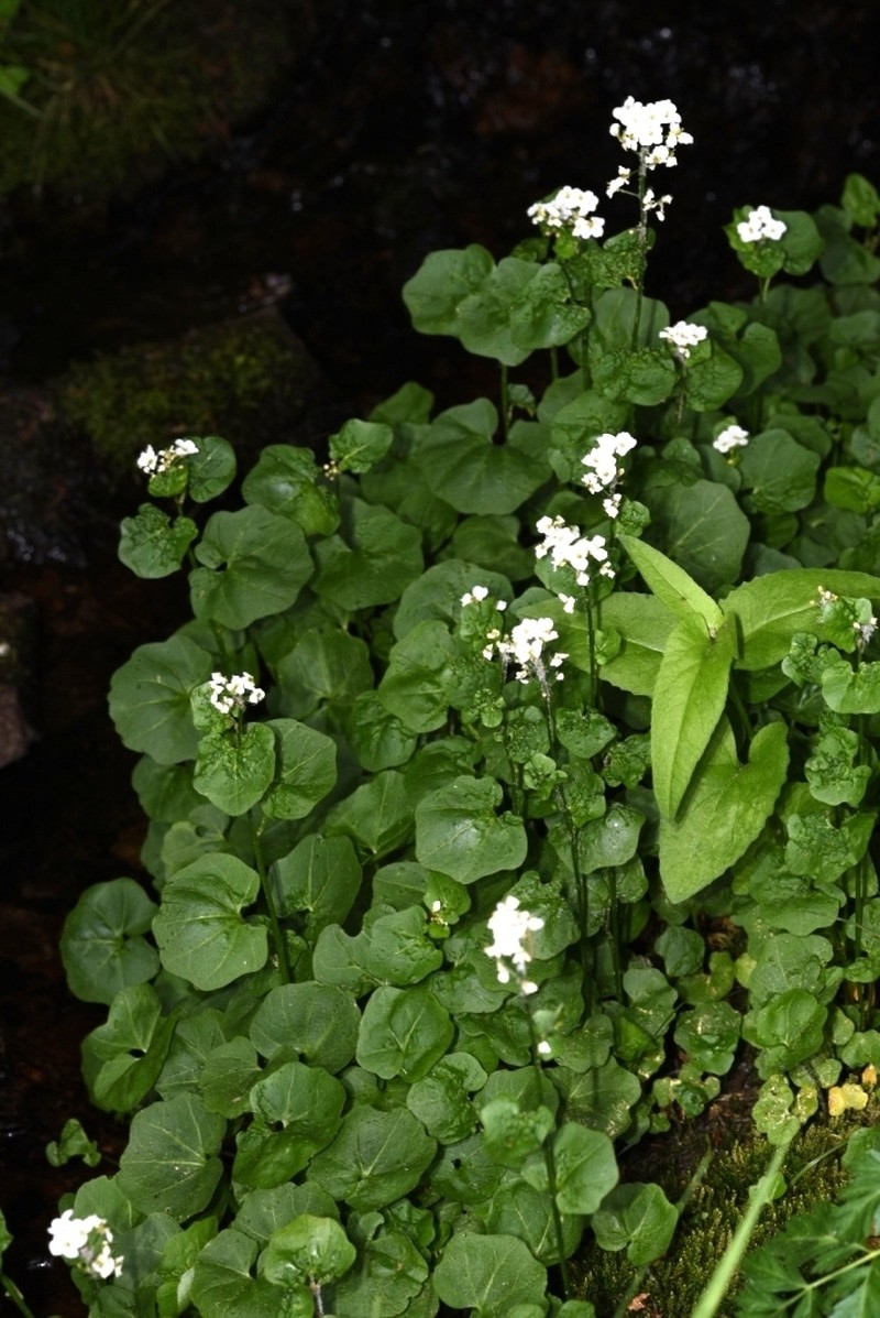 Heartleaf Bittercress photo 8