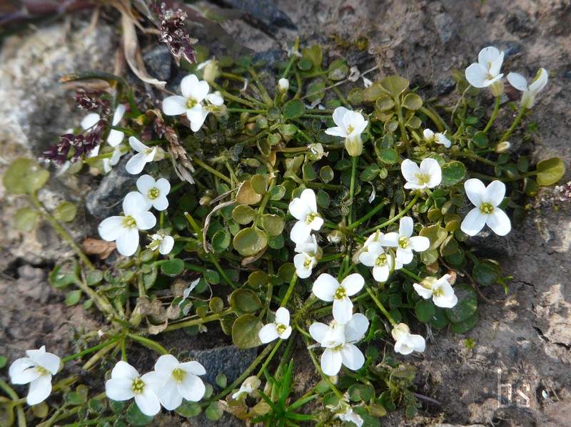 Cardamine corymbosa