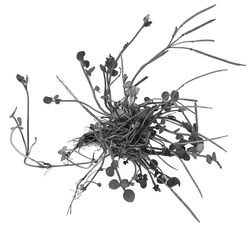 Cardamine corymbosa photo 2