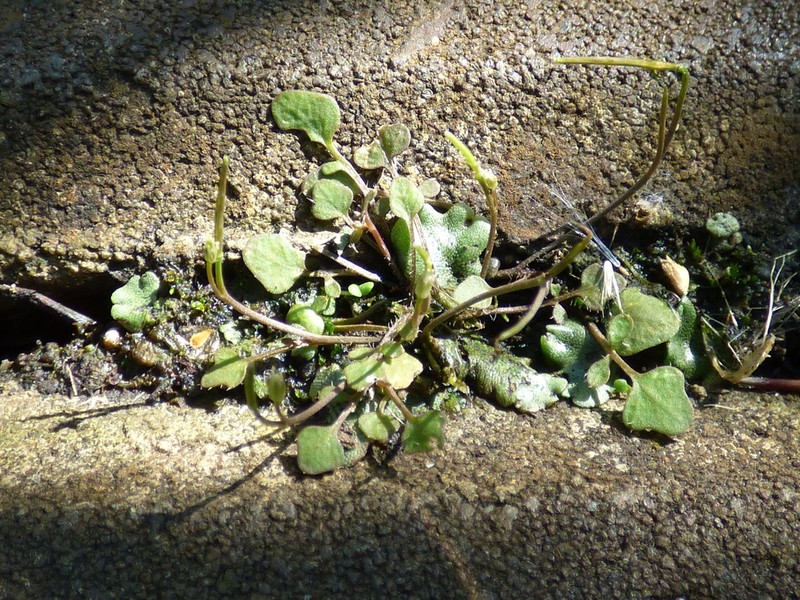 Cardamine corymbosa photo 3