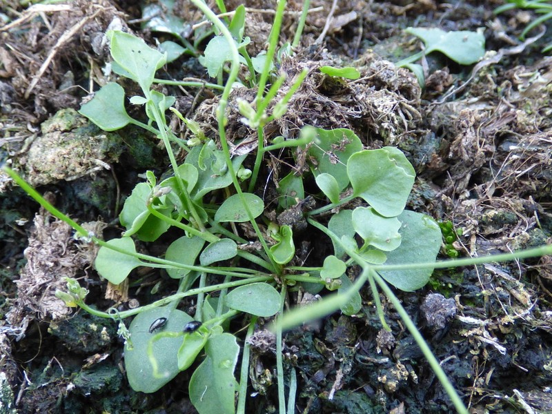 Cardamine corymbosa photo 4