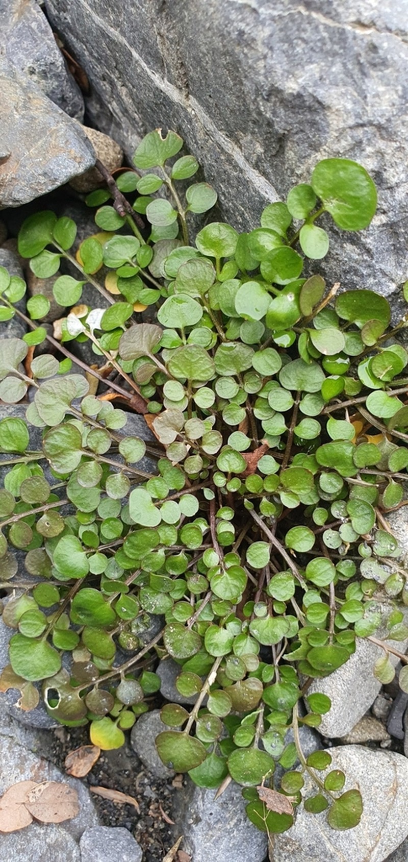 Cardamine corymbosa photo 5