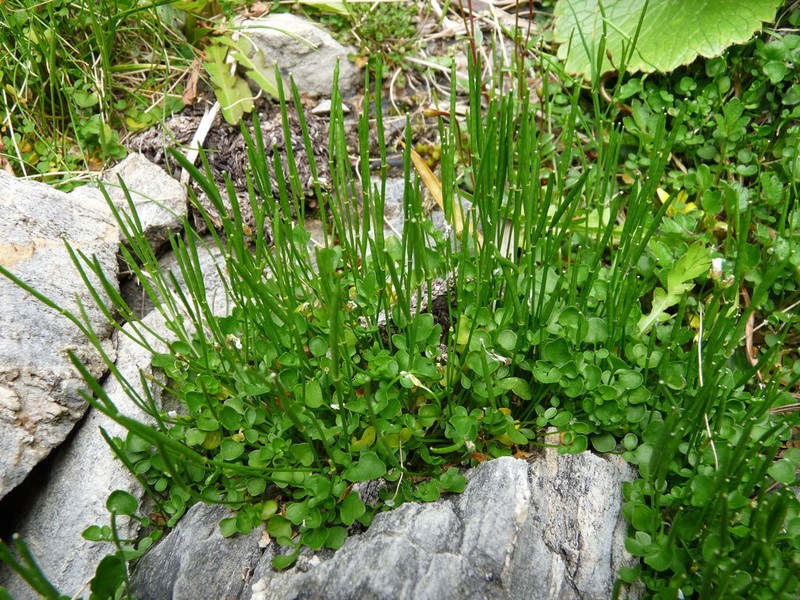 Cardamine corymbosa photo 6