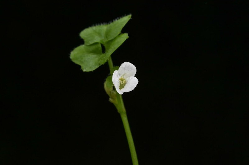 Cardamine corymbosa photo 7