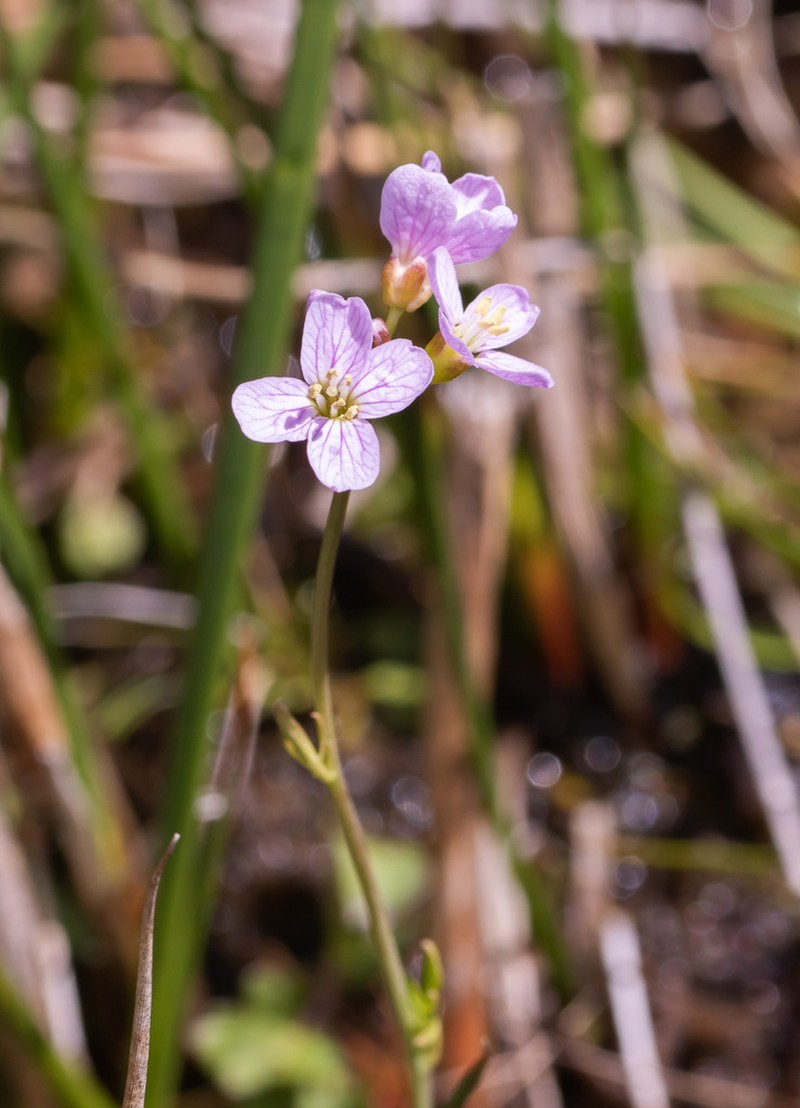 Cardamine crassifolia