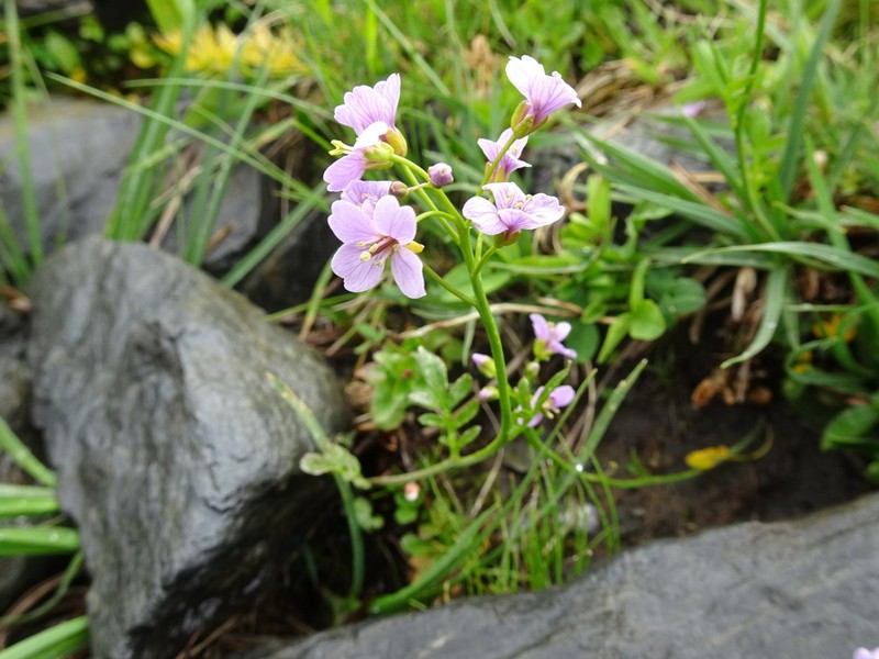 Cardamine crassifolia photo 2