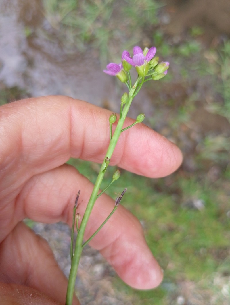 Cardamine crassifolia photo 3