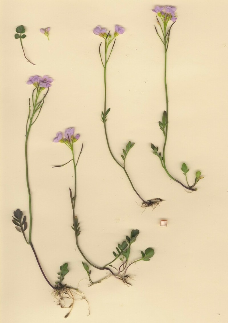 Cardamine crassifolia photo 4