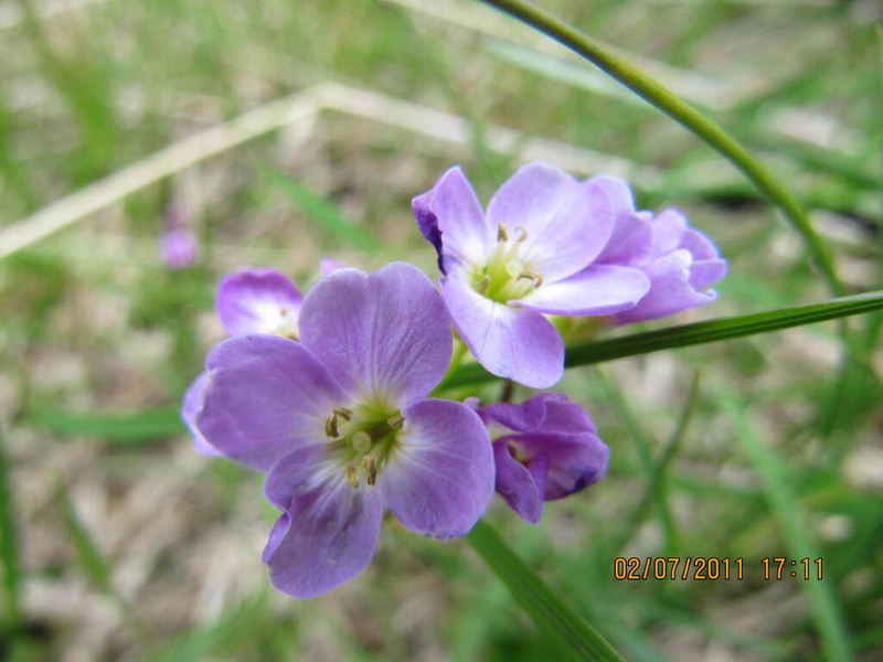 Cardamine crassifolia photo 5