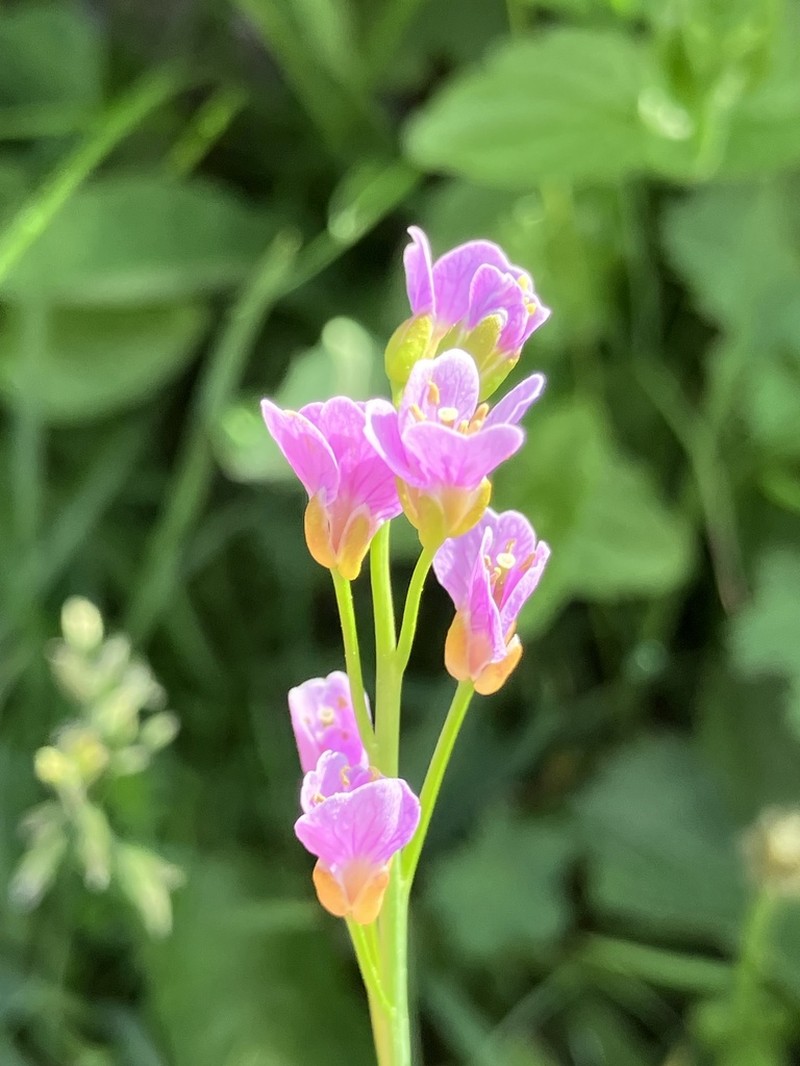 Cardamine crassifolia photo 6