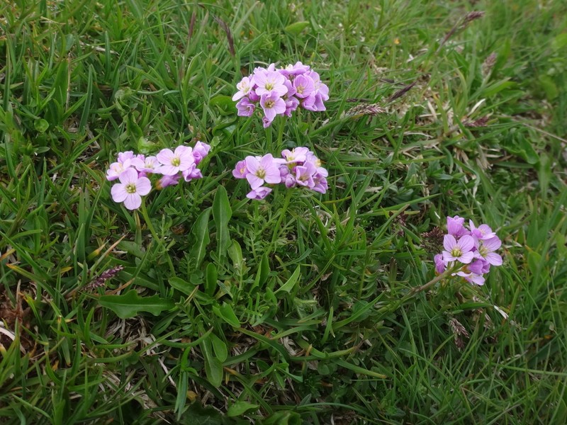 Cardamine crassifolia photo 7