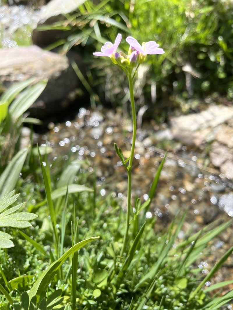 Cardamine crassifolia photo 8