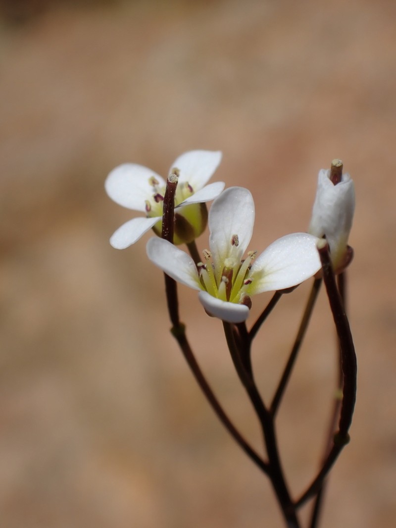 Cardamine dactyloides