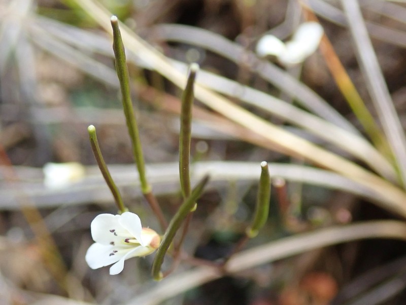Cardamine dactyloides photo 2