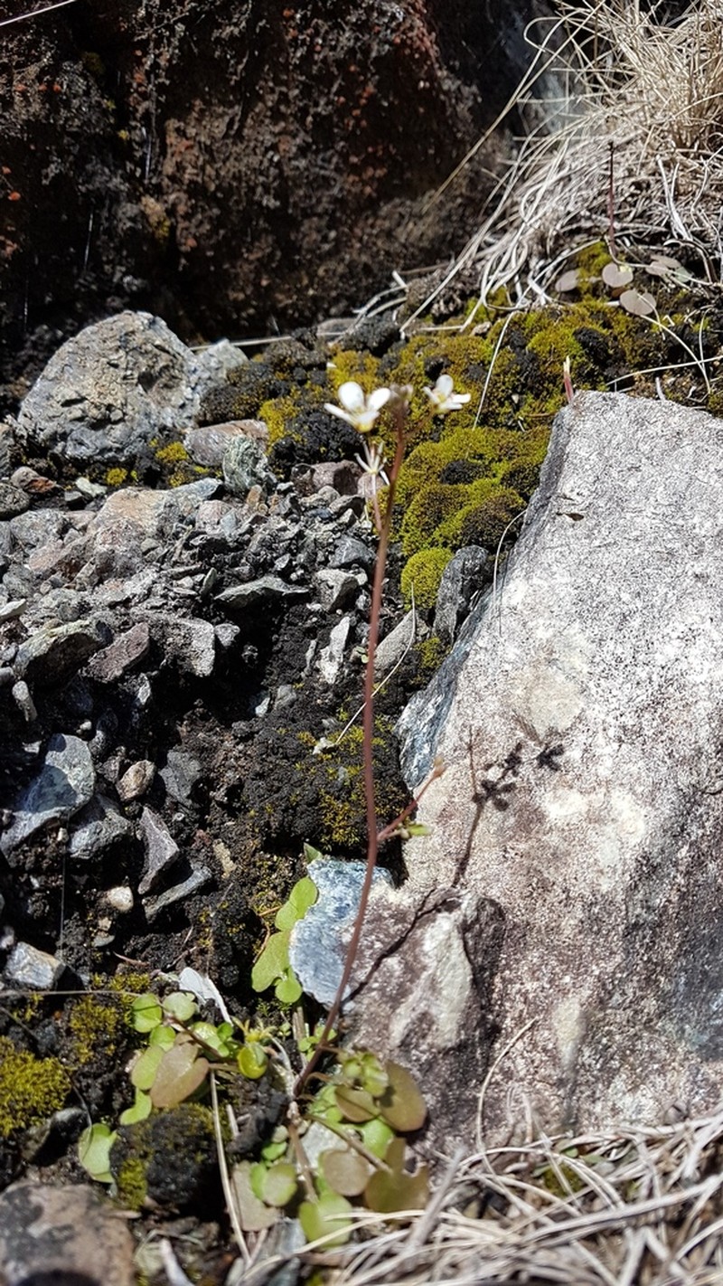 Cardamine dactyloides photo 3