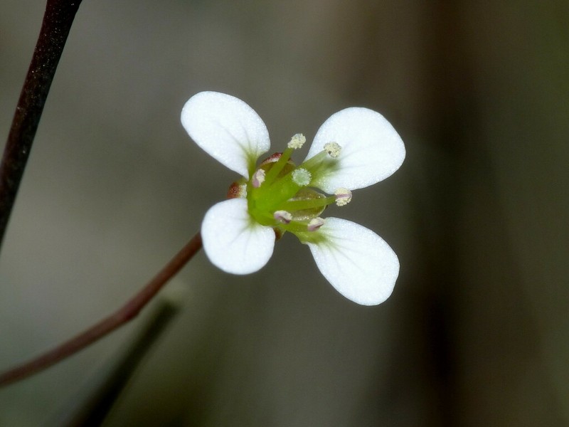 Cardamine dactyloides photo 4