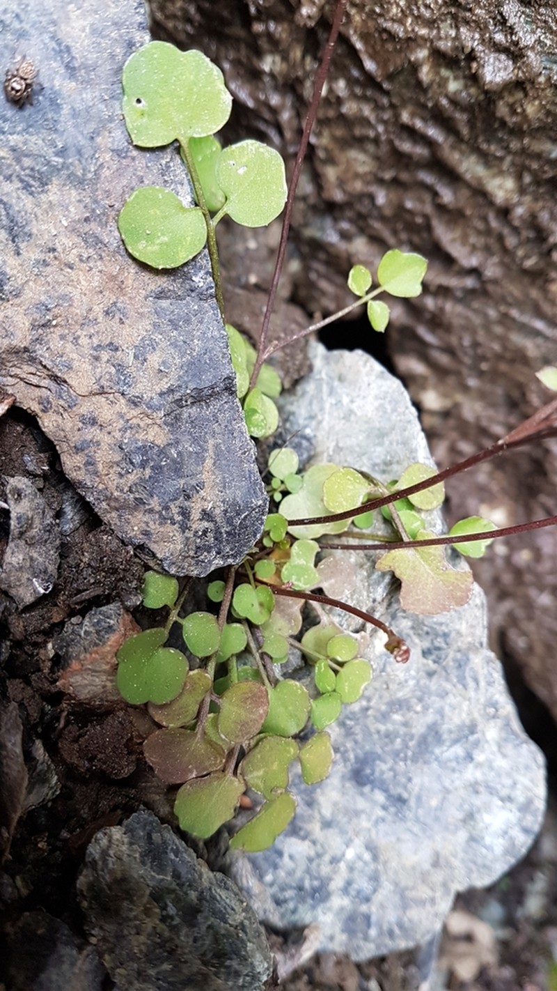 Cardamine dactyloides photo 5