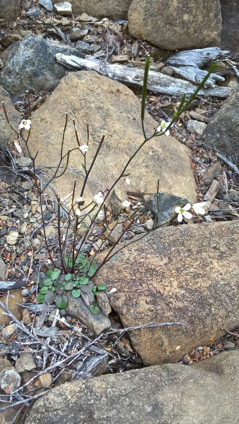Cardamine dactyloides photo 6