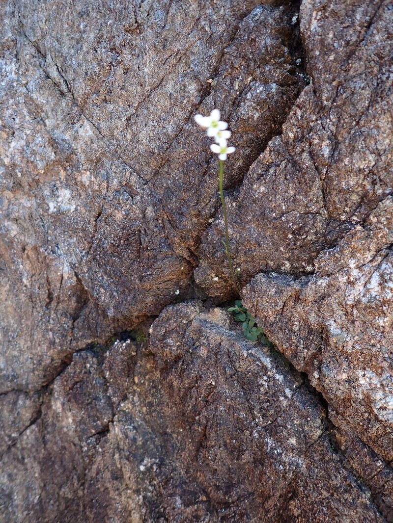 Cardamine dactyloides photo 7