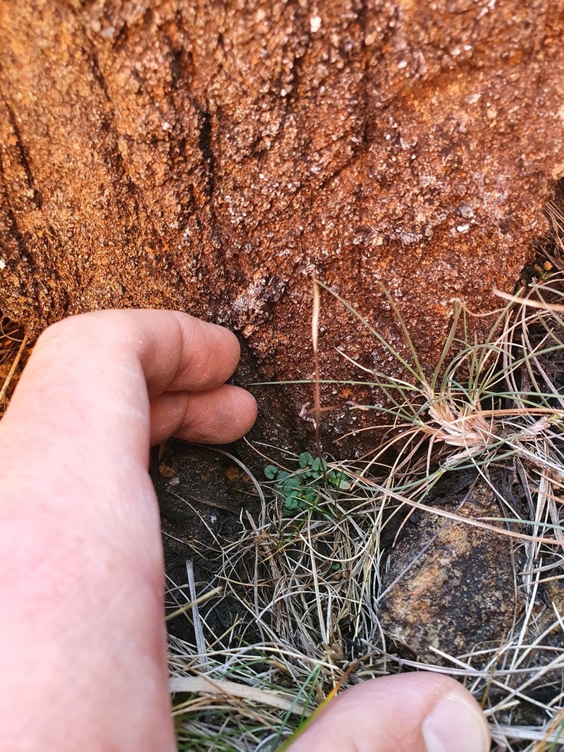 Cardamine dactyloides photo 8