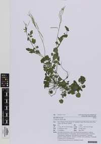 Roadside Bittercress