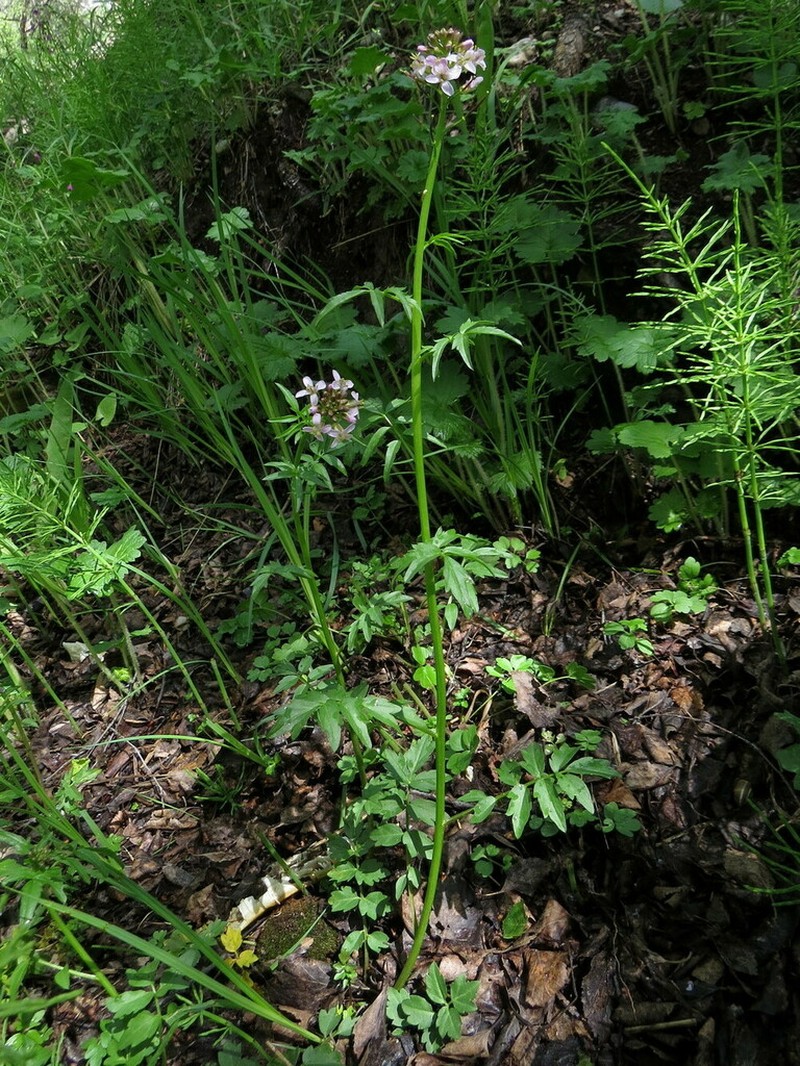 Cardamine densiflora photo 2