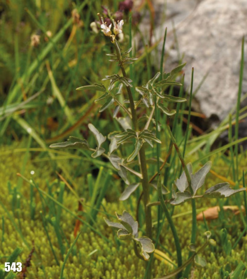 Cardamine densiflora
