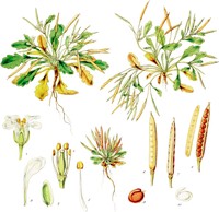 Cardamine depressa
