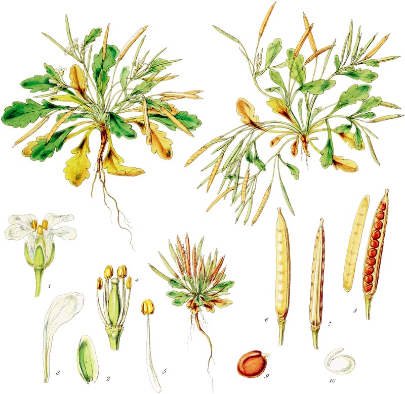 Cardamine depressa