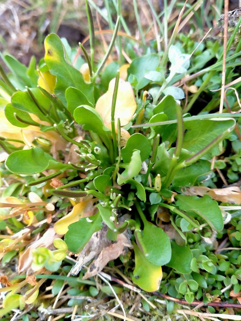 Cardamine depressa photo 2