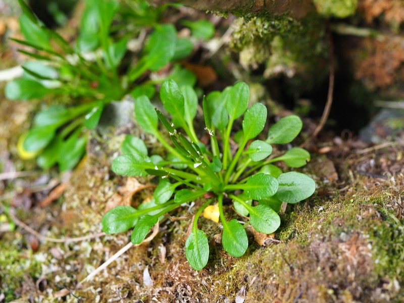 Cardamine depressa photo 3