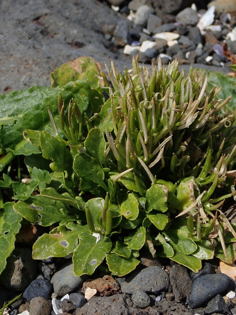 Cardamine depressa photo 4