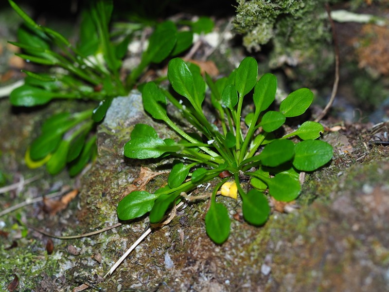Cardamine depressa photo 5