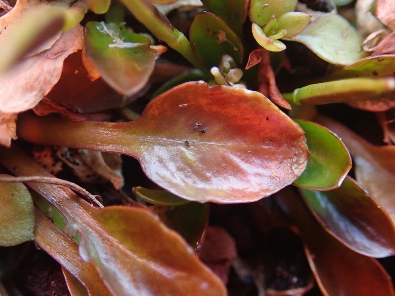 Cardamine depressa photo 6