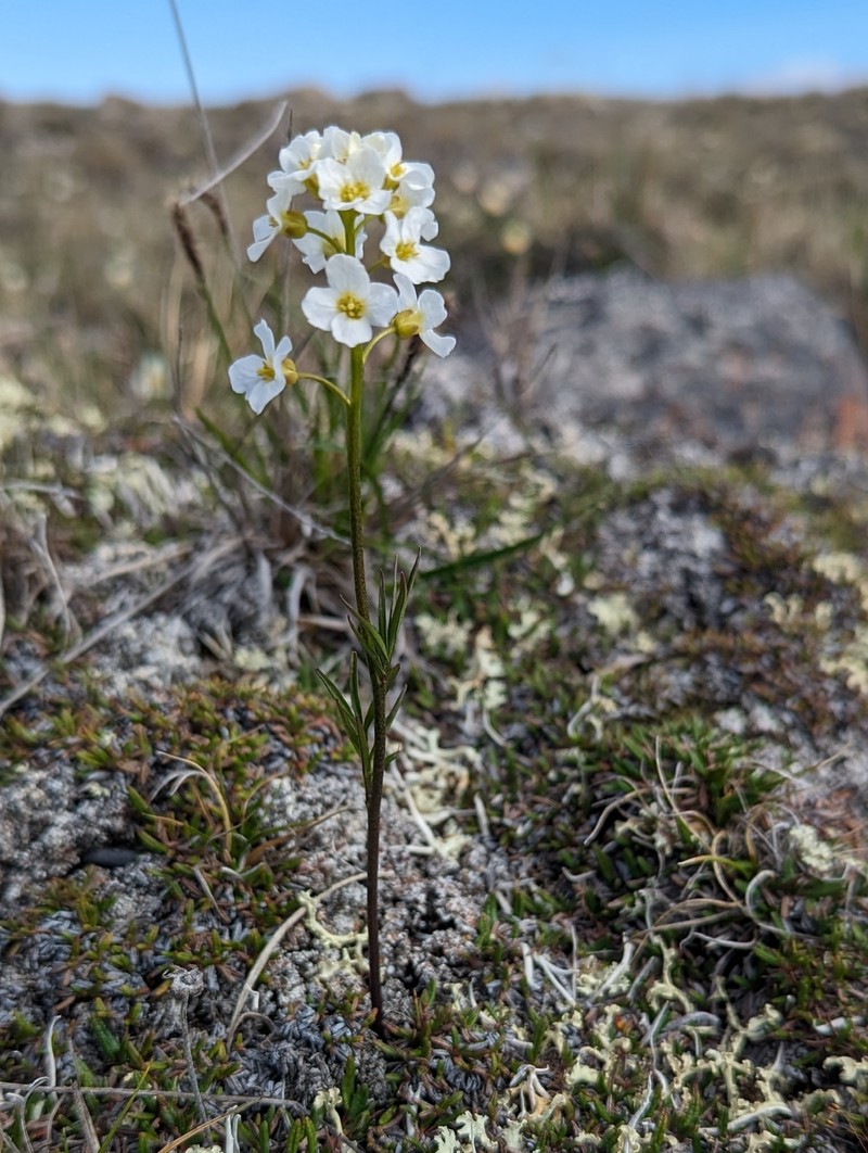 Richardson's Bittercress
