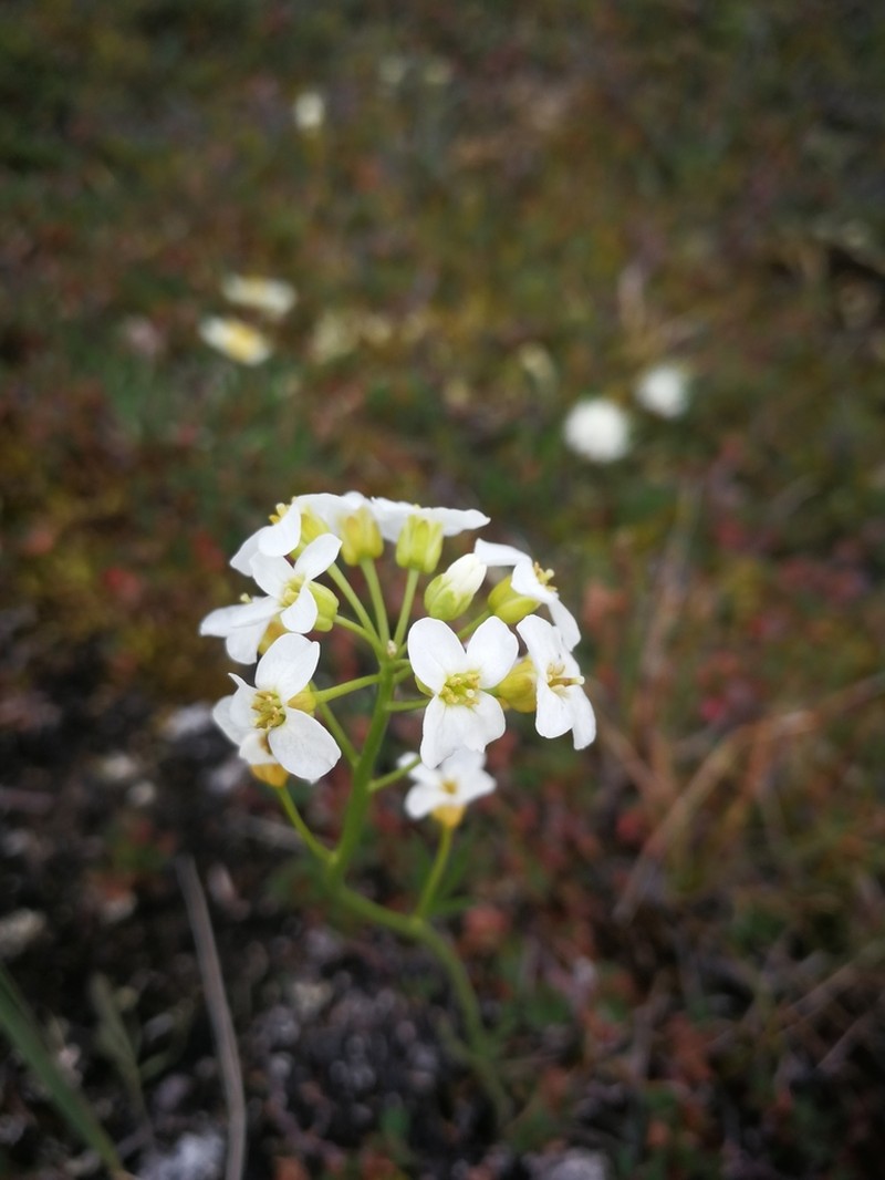 Richardson's Bittercress photo 2
