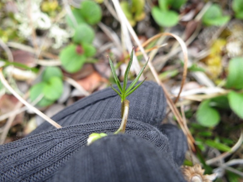 Richardson's Bittercress photo 3