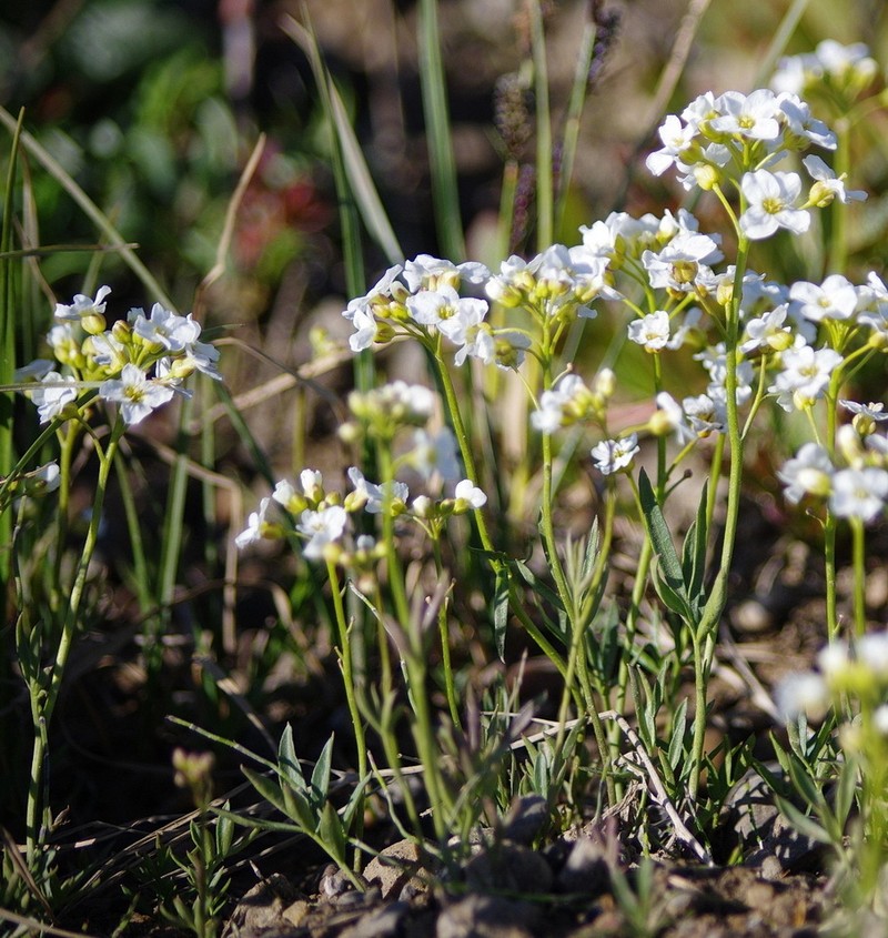 Richardson's Bittercress photo 4