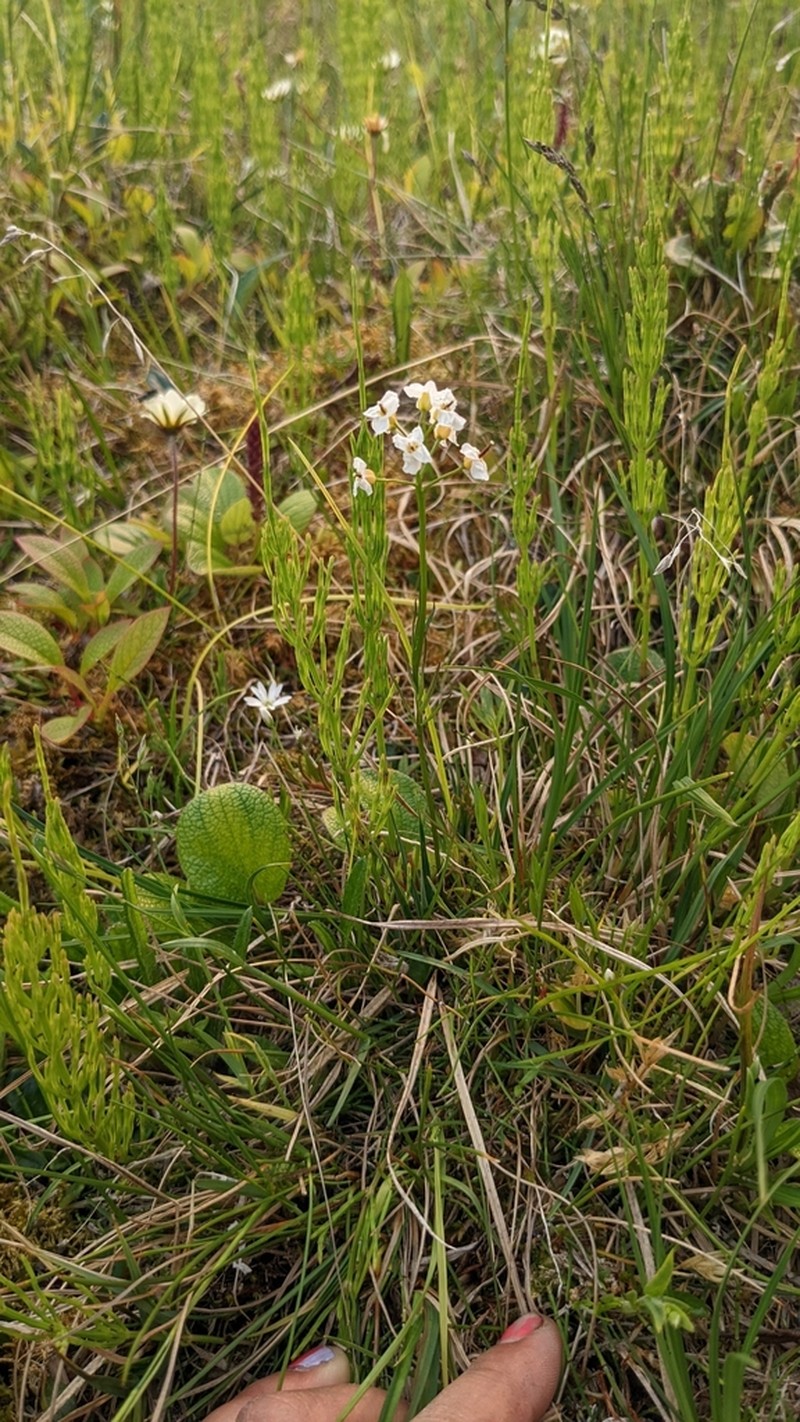 Richardson's Bittercress photo 5