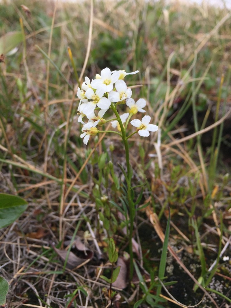 Richardson's Bittercress photo 6
